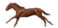 Horse running