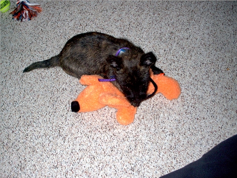 This was the first toy she plunged at - a big stuffed orange doggie - It's bigger than her!!