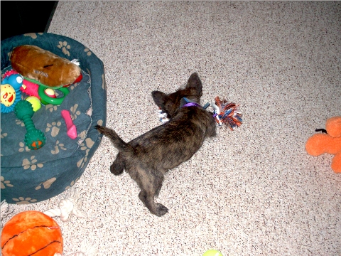 Her she is next to her bed full of toys - it's so hard to choose what to play with next!