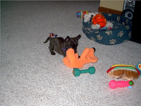 Here she is again with her big orange doggie.&nbsp; It seems to be a favorite!