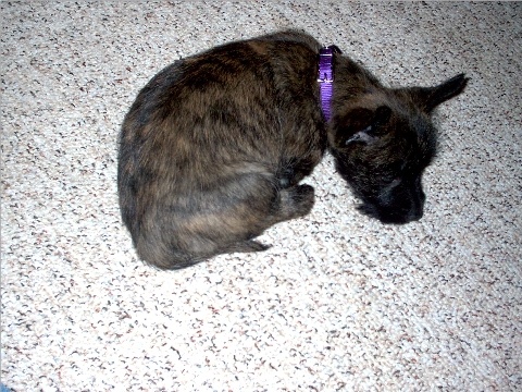 Crashed out in the middle of the floor