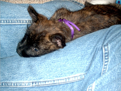 Curled up in my lap