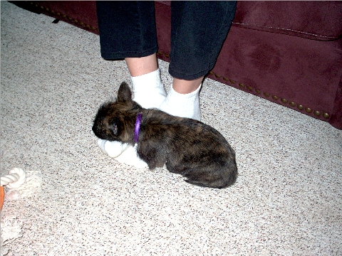 Molly on Michele's feet - Keeping warm in her first Minnesota Winter.