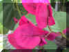 DSC00044.JPG (197172 bytes)