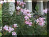 DSC00058.JPG (200573 bytes)