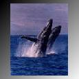 breaching.jpg (2974 bytes)