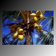 coconut.jpg (3739 bytes)