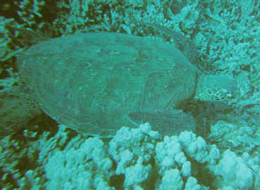 wpe1E.jpg (17675 bytes)