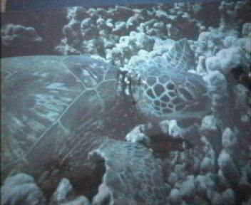 Image002.jpg (16594 bytes)