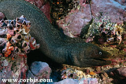 moray.jpg (18121 bytes)