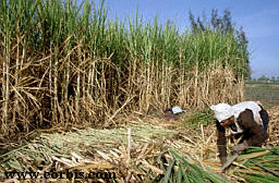 sugarcane.jpg (19954 bytes)