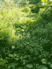 varas pond flowers