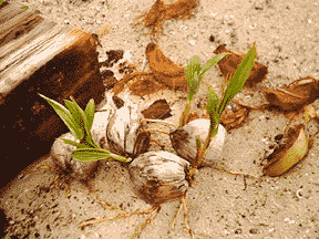 coconuts growing