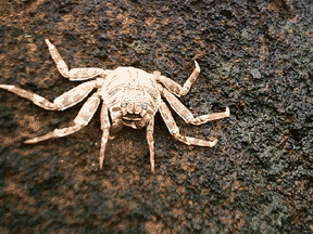 crab