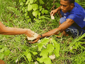 coconut meat