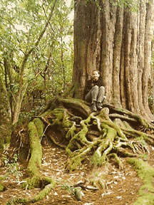 giant totara