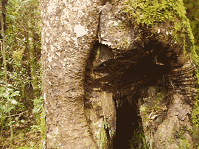 giant totara