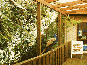 peacock