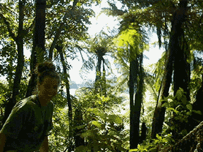 fern tree
