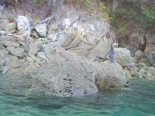 more abel-tasman