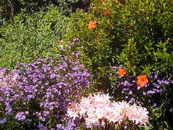 some flowers in the garden