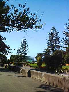 norfolk island pine tree