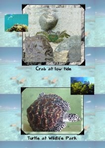 crab