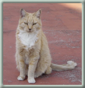 GingerGirl