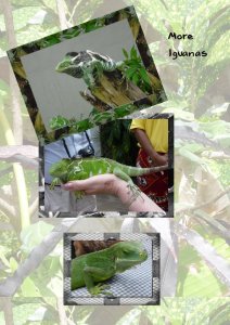 iguanas