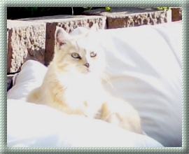 MissyPuss