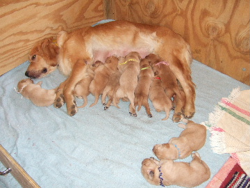Puppies 10 and 12 days old