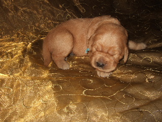 MALE