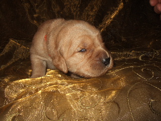 MALE