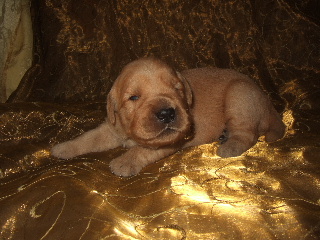 MALE