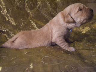 MALE