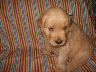MALE
