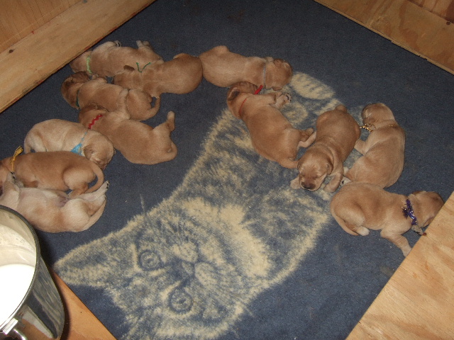 8 and 11 days old