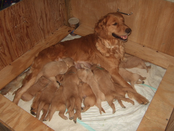 8 and 11 days old