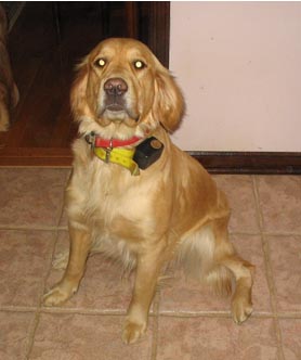 Gable - Click picture for pedigree