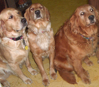 Click to go to ABOUT MY DOGS