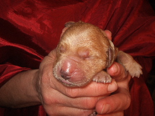 MALE