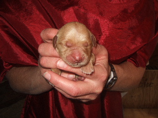 MALE