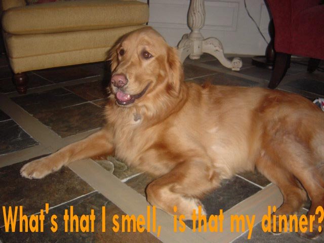 oliver.jpg