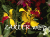 mobilezakeer@yahoo.com