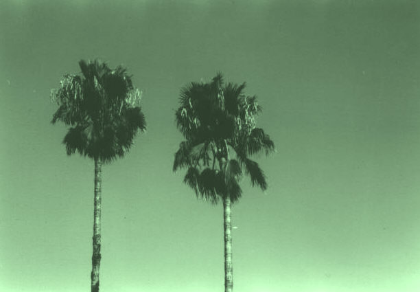 palms