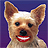 Happy Dog!