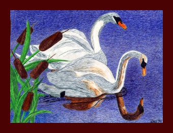 /user/Swans.jpg