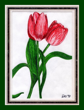 /user/Tulips.jpg