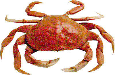 Click for 

Maryland Crab Cake Recipe