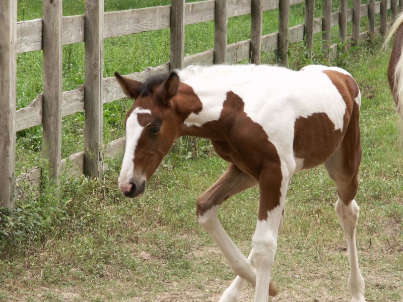 Pretty - 12 days old